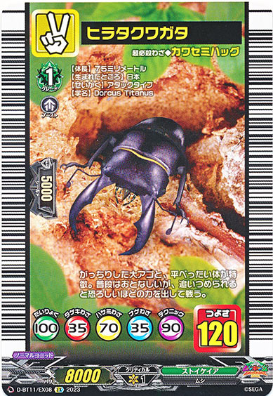 ヒラタクワガタ